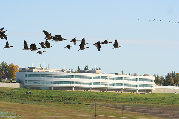 Geese fly in front of the Butrovich building at ū컨F